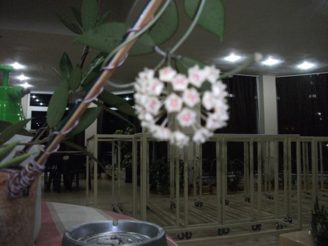 Name:  DSCF2250.jpg
Views: 461
Size:  36.4 KB