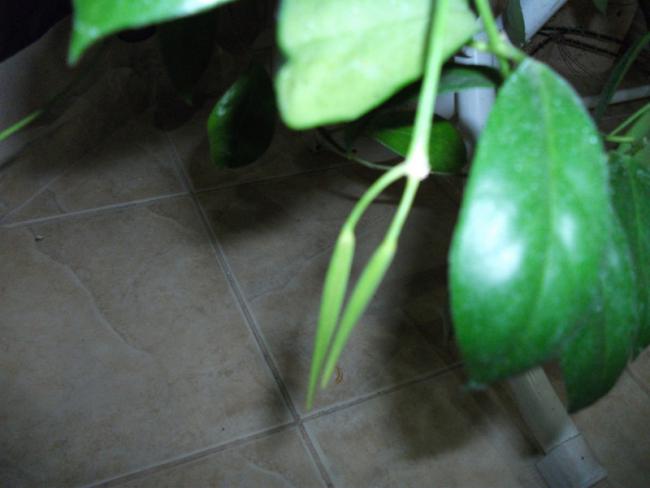 Name:  DSCF2252.jpg
Views: 497
Size:  29.2 KB