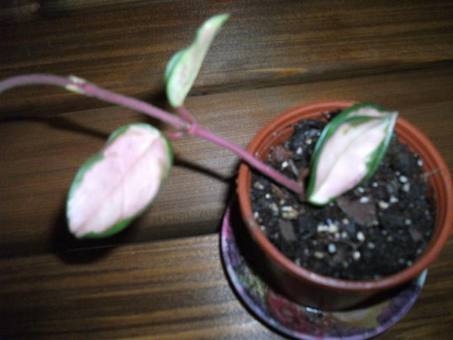 Name:  DSCF2392.jpg
Views: 880
Size:  34.5 KB