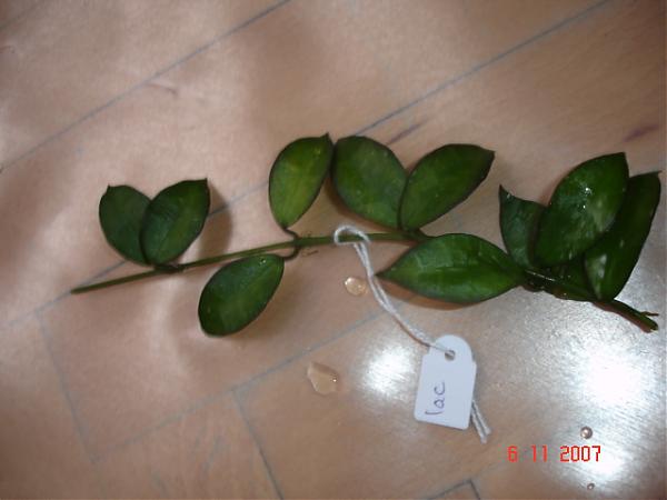 Name:  DSC01448.jpg
Views: 655
Size:  26.4 KB