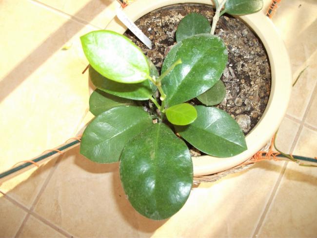 Name:  DSCF2302.jpg
Views: 1061
Size:  45.0 KB