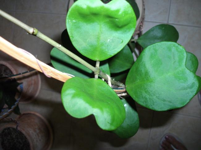 Name:  DSCF2364.jpg
Views: 1092
Size:  35.2 KB