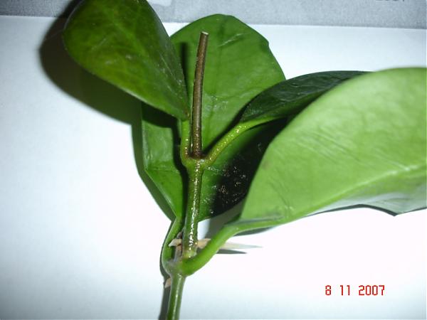 Name:  DSC01472.jpg
Views: 817
Size:  25.7 KB
