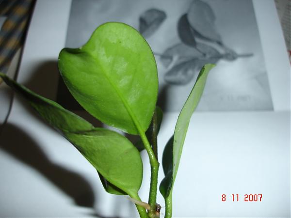 Name:  DSC01474.jpg
Views: 675
Size:  24.7 KB