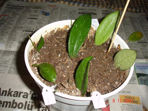 Name:  DSC01475.jpg
Views: 916
Size:  54.0 KB