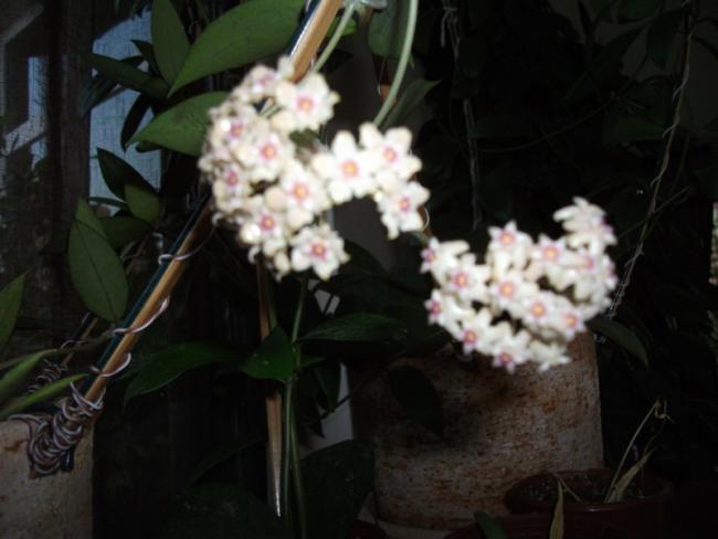 Name:  DSCF2577.jpg
Views: 611
Size:  33.3 KB