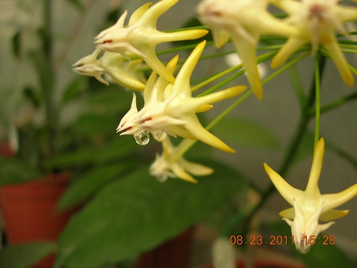 Name:  saylan 2.jpg
Views: 968
Size:  58.5 KB