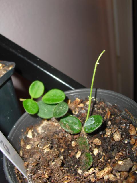 Name:  CIMG6256.jpg
Views: 647
Size:  43.0 KB