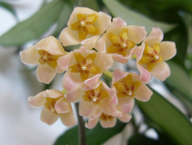 Name:  Hoya davidcummingii.jpg
Views: 747
Size:  30.5 KB