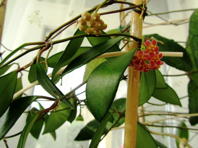 Name:  IMG_1117.jpg
Views: 925
Size:  47.3 KB
