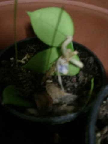 Name:  P1012620.JPG
Views: 962
Size:  21.6 KB