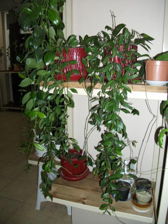 Name:  DSCF3926.jpg
Views: 995
Size:  68.3 KB