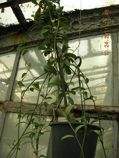 Name:  diversifolia.JPG
Views: 1006
Size:  51.7 KB