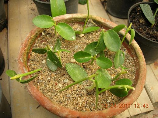 Name:  betl  cumingiana.JPG
Views: 984
Size:  58.2 KB