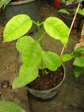 Name:  hoya adr..JPG
Views: 1034
Size:  27.2 KB
