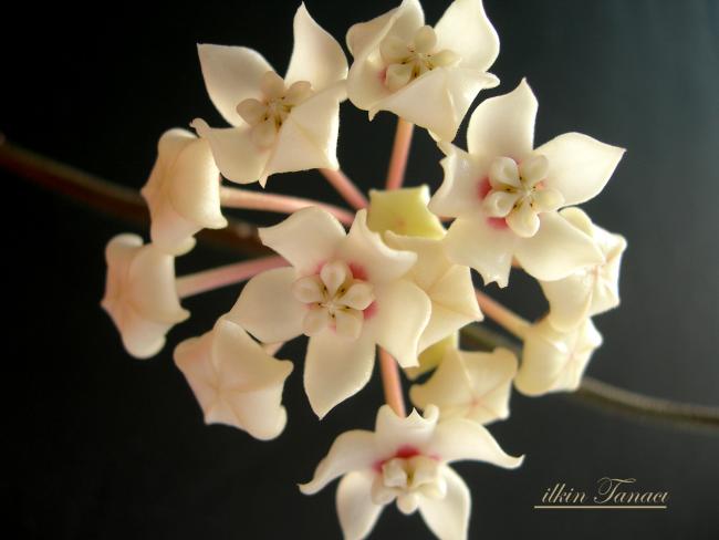 Name:  DSCN9995.jpg
Views: 635
Size:  28.8 KB