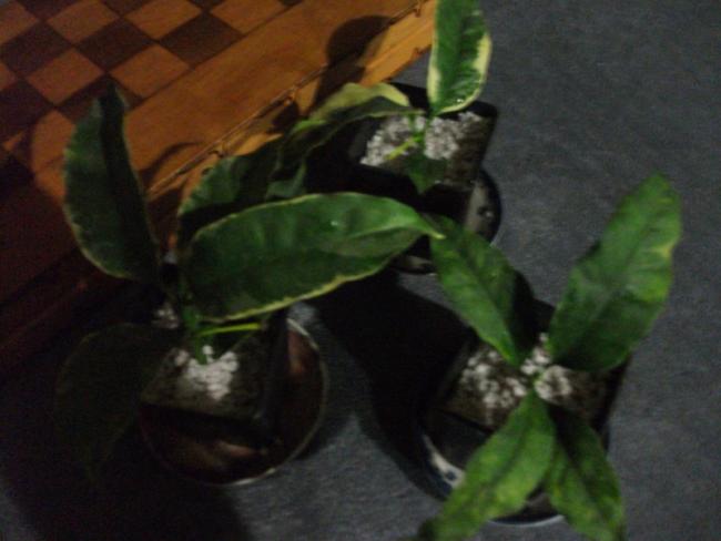 Name:  DSCF4256.jpg
Views: 610
Size:  31.8 KB