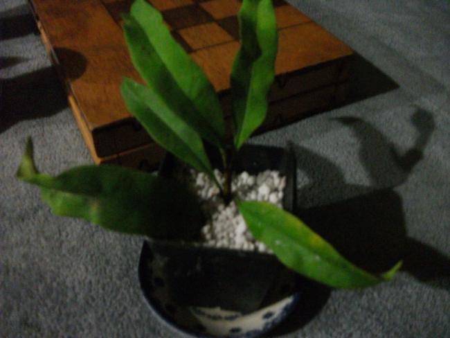 Name:  DSCF4258.jpg
Views: 618
Size:  32.9 KB