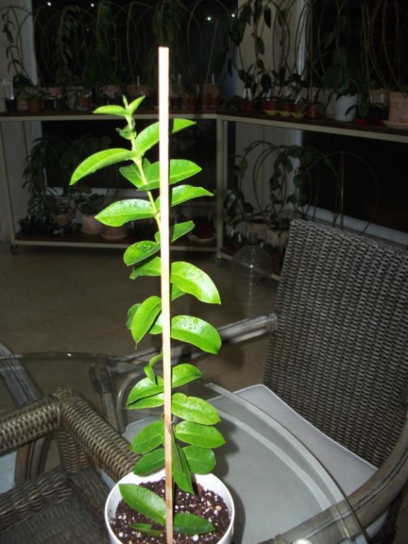 Name:  DSCF4639.jpg
Views: 831
Size:  65.6 KB