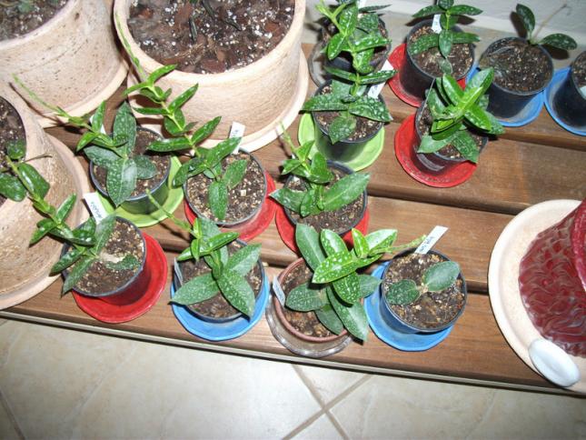 Name:  DSCF4643.jpg
Views: 917
Size:  70.3 KB