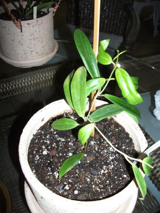 Name:  DSCF4974.jpg
Views: 882
Size:  68.3 KB