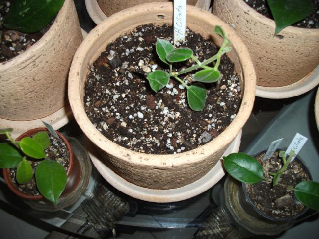 Name:  DSCF5009.jpg
Views: 829
Size:  63.7 KB