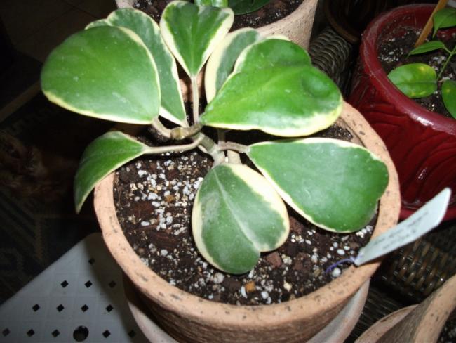 Name:  DSCF5031.jpg
Views: 801
Size:  50.6 KB