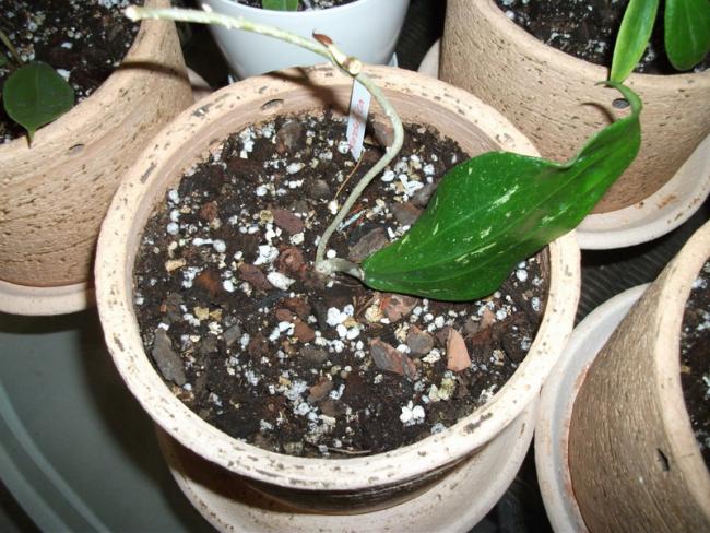 Name:  DSCF5011.jpg
Views: 775
Size:  67.3 KB