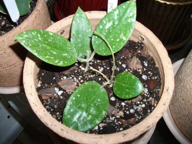 Name:  DSCF5029.jpg
Views: 1154
Size:  62.9 KB