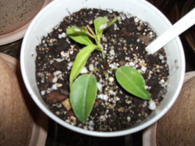 Name:  DSCF5017.jpg
Views: 1127
Size:  41.0 KB