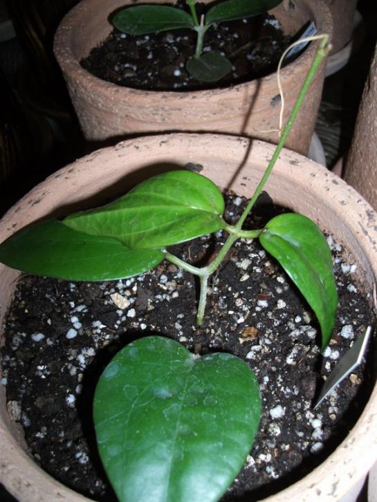 Name:  DSCF5019.jpg
Views: 1148
Size:  68.1 KB