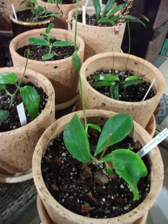 Name:  DSCF5020.jpg
Views: 1239
Size:  66.9 KB