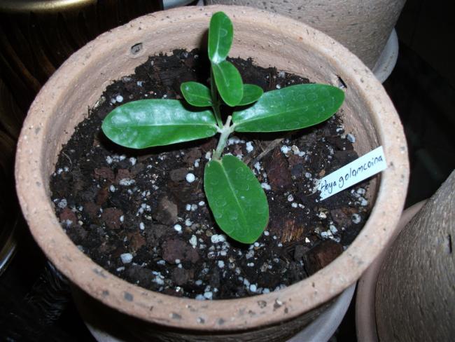 Name:  DSCF5025.jpg
Views: 713
Size:  53.9 KB