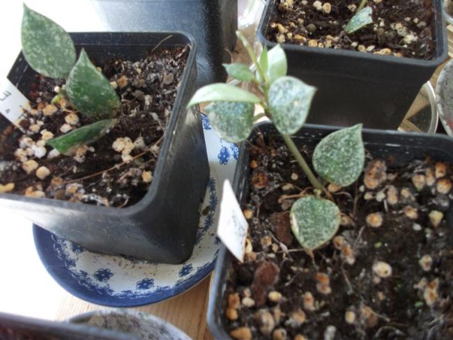 Name:  DSCF5038.jpg
Views: 1008
Size:  53.8 KB