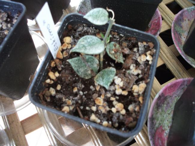 Name:  DSCF5040.jpg
Views: 900
Size:  50.7 KB