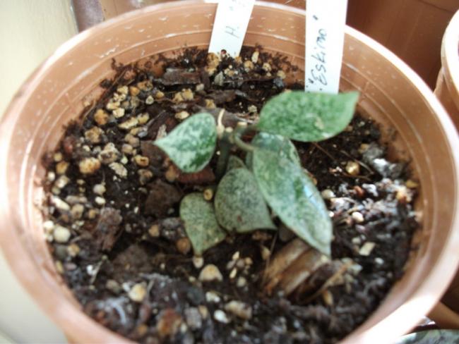 Name:  DSCF5076.jpg
Views: 865
Size:  47.3 KB