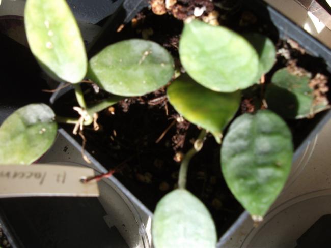 Name:  DSCF5058.jpg
Views: 879
Size:  34.3 KB