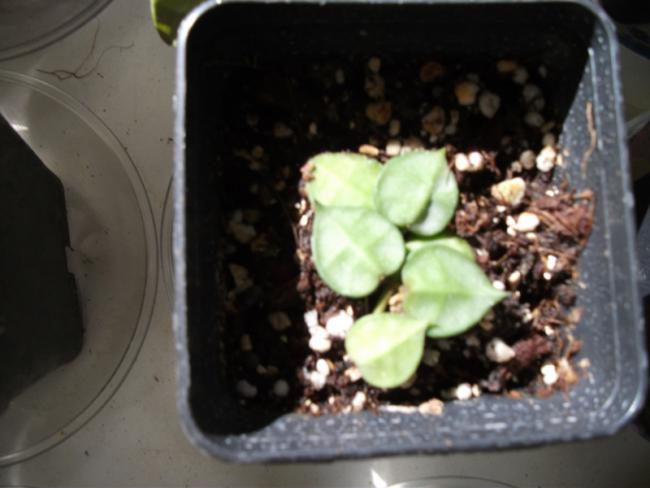 Name:  DSCF5060.jpg
Views: 811
Size:  33.5 KB