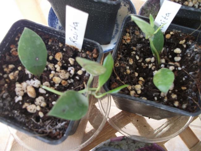 Name:  DSCF5048.jpg
Views: 1084
Size:  51.3 KB