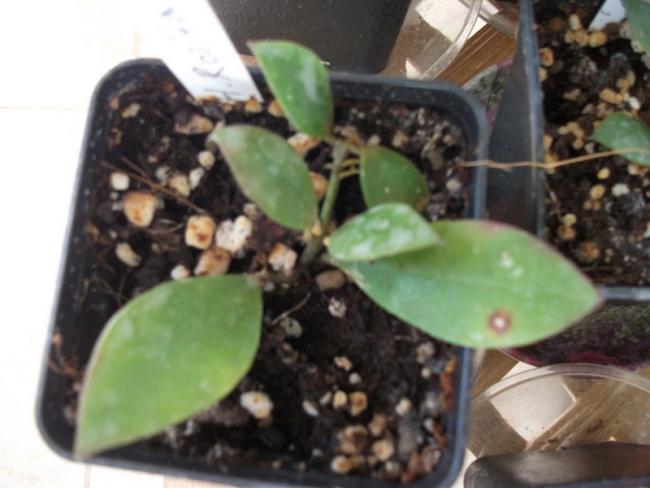 Name:  DSCF5050.jpg
Views: 990
Size:  37.6 KB