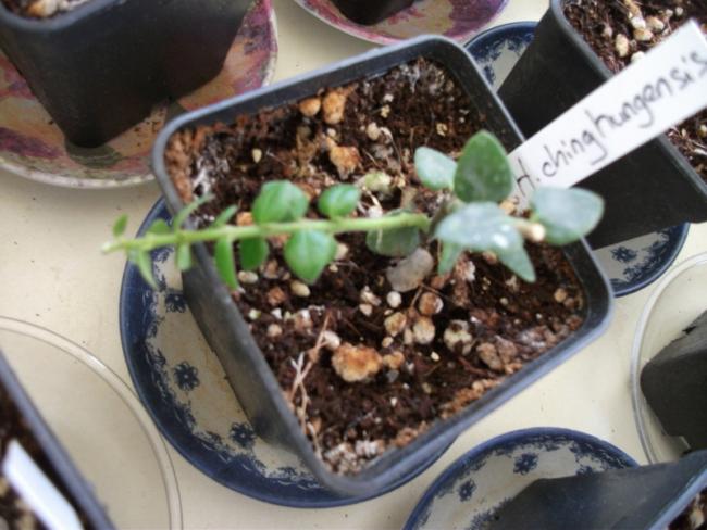 Name:  DSCF5062.jpg
Views: 818
Size:  48.2 KB