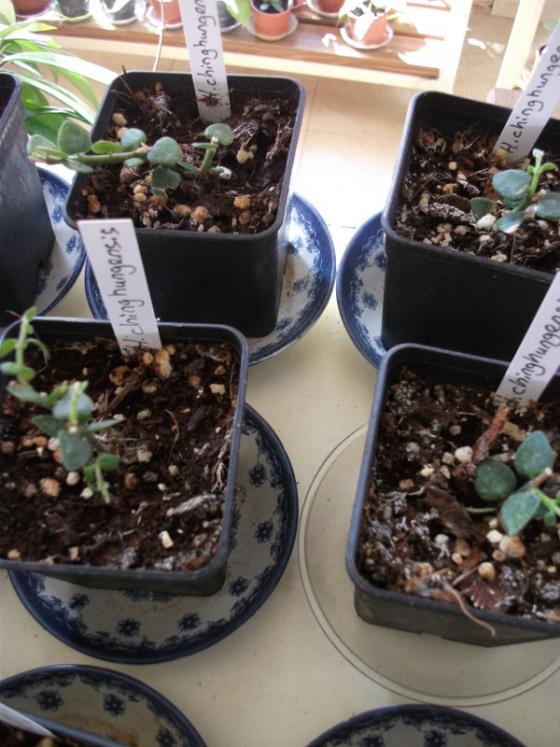 Name:  DSCF5064.jpg
Views: 851
Size:  65.8 KB