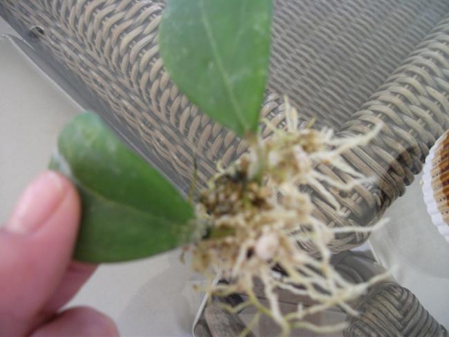 Name:  DSCF5080.jpg
Views: 891
Size:  36.8 KB