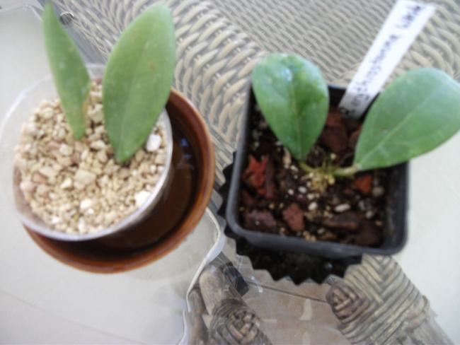 Name:  DSCF5082.jpg
Views: 937
Size:  36.3 KB