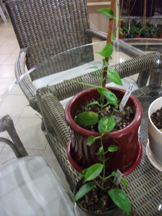 Name:  DSCF5433.jpg
Views: 1011
Size:  66.5 KB