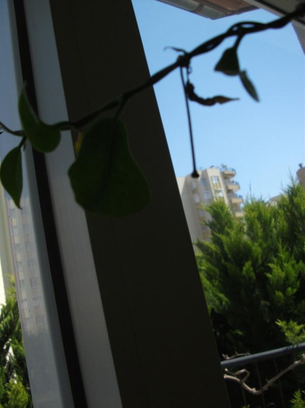 Name:  DSCF5558.jpg
Views: 780
Size:  34.3 KB