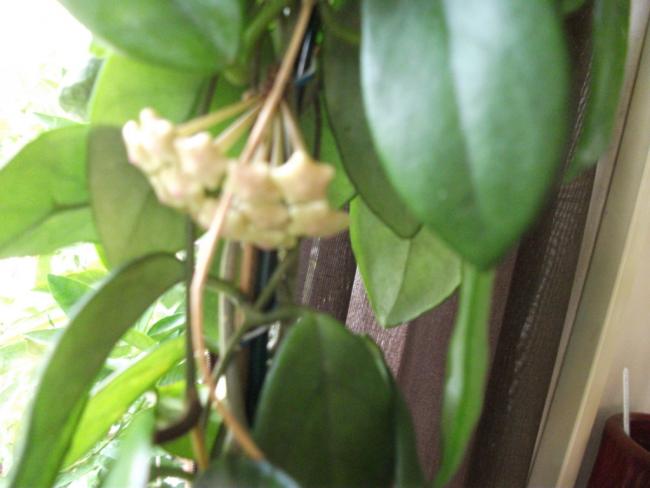 Name:  DSCF6279.jpg
Views: 770
Size:  33.6 KB