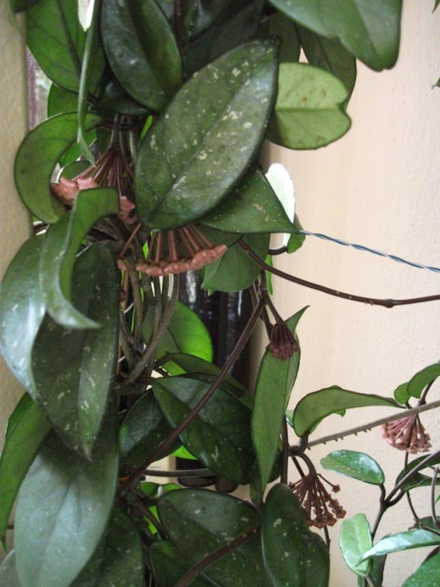 Name:  DSCF6281.jpg
Views: 783
Size:  70.4 KB