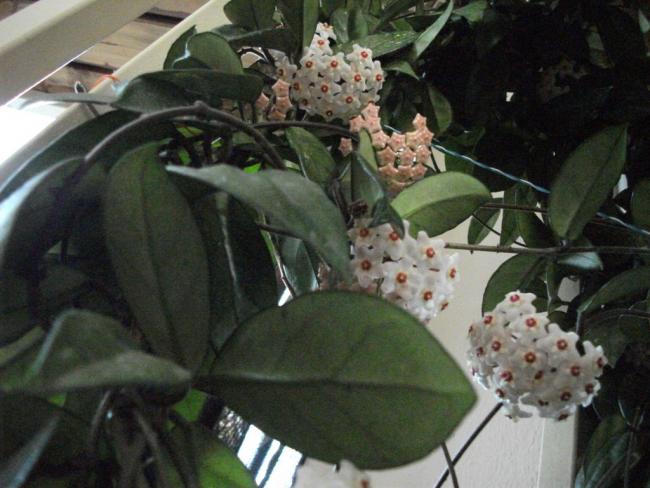 Name:  DSCF6514.jpg
Views: 1163
Size:  46.4 KB