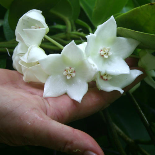 Name:  2cc064-001.jpg
Views: 3986
Size:  33.4 KB